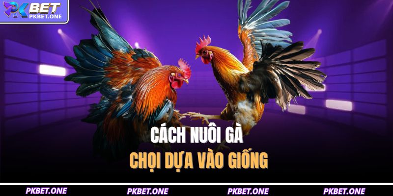 Cách Nuôi Gà Chọi Hiệu Quả Để Phát Triển Sức Khỏe, Linh Hoạt 2 Cách nuôi gà chọi dựa vào giống