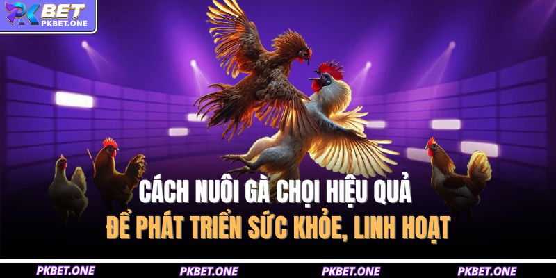Cách Nuôi Gà Chọi Hiệu Quả Để Phát Triển Sức Khỏe, Linh Hoạt 6 Cách nuôi gà chọi