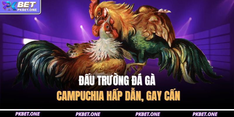 Đấu trường đá gà Campuchia hấp dẫn, gay cấn