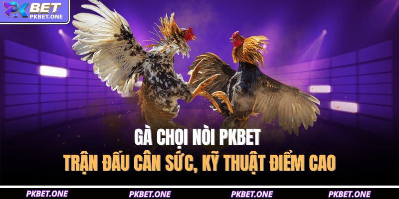 Gà Chọi Nòi PKBET – Trận Đấu Cân Sức, Kỹ Thuật Điểm Cao 8 Gà chọi nòi PKBET