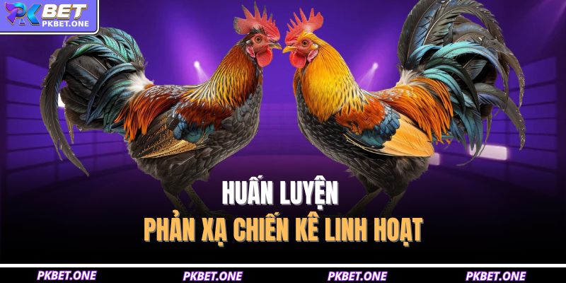 Cách Nuôi Gà Chọi Hiệu Quả Để Phát Triển Sức Khỏe, Linh Hoạt 4 Huấn luyện phản xạ chiến kê linh hoạt