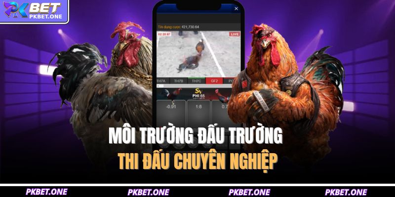 Môi trường đấu trường thi đấu chuyên nghiệp