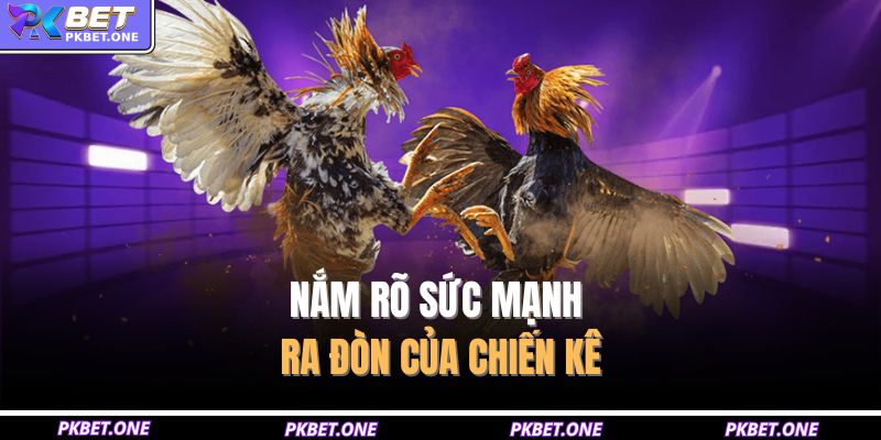 Nắm rõ sức mạnh ra đòn của chiến kê