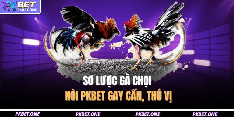 Gà Chọi Nòi PKBET – Trận Đấu Cân Sức, Kỹ Thuật Điểm Cao 2 Sơ lược gà chọi nòi PKBET gay cấn, thú vị